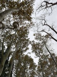 Low angle view of trees against sky