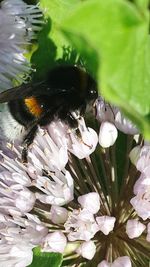 Insect on white flower