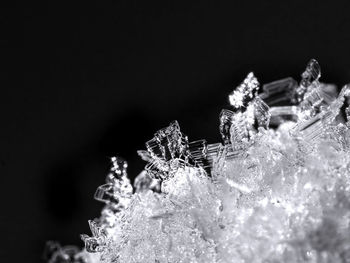 Close-up of frozen plant against black background