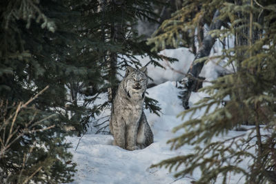 Canadian lynx looking away while sitting on snowy field