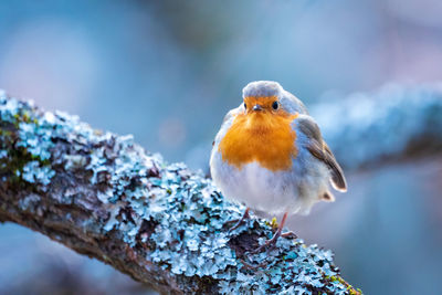 Close-up of bird perching on branch