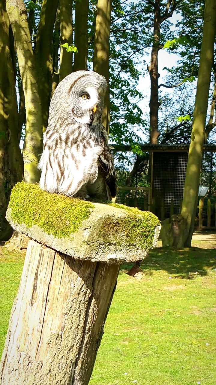 VIEW OF BIRDS ON WOODEN POST