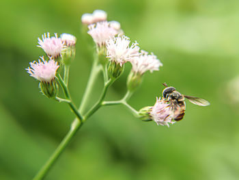 Close-up of bee pollinating on flower