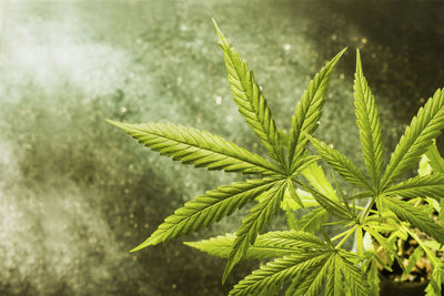 cannabis