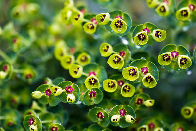 Close-up of flowers growing outdoors