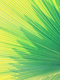 Full frame shot of palm leaves