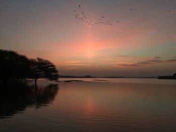 Silhouette birds flying over sea against sky during sunset