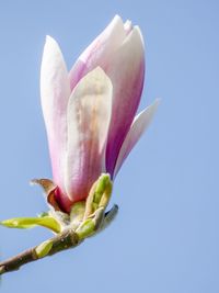 Close-up of pink flower bud against clear sky