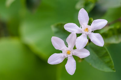 Close-up of white flowers blooming outdoors