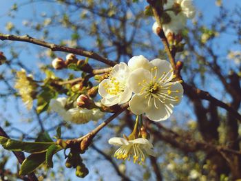 Low angle view of cherry blossoms in spring