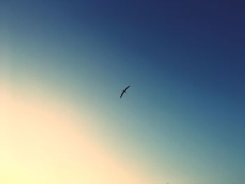 Low angle view of bird flying against clear sky