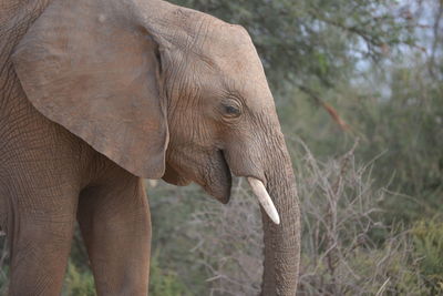 Close-up of elephant