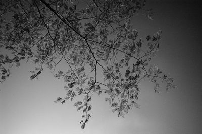 Low angle view of tree against clear sky