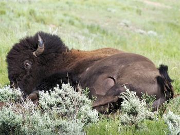 Lion relaxing on field