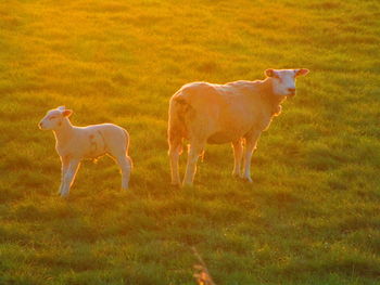 Cows standing in a field