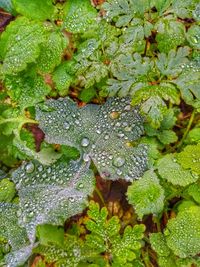 High angle view of raindrops on leaves