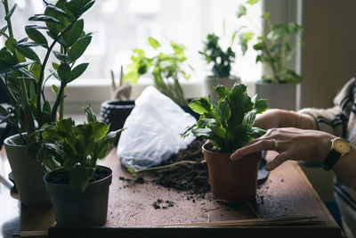 Woman planting potted plants at home