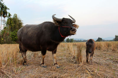 Horses standing in field