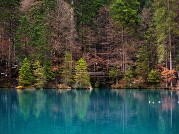 Scenic view of lake in forest