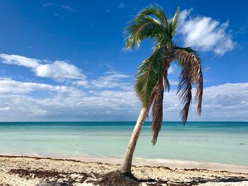 Palm tree by sea against sky