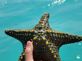 Low section of person holding starfish