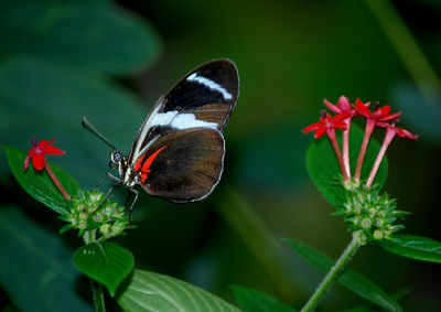 Brush foot butterfly