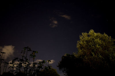 Low angle view of silhouette trees against sky at night