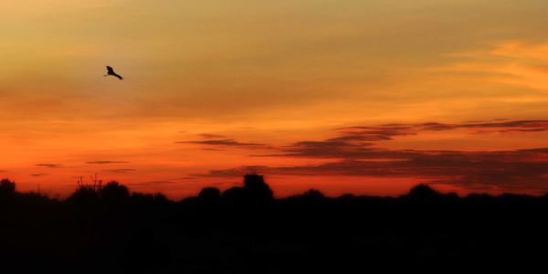 Silhouette birds flying against orange sky