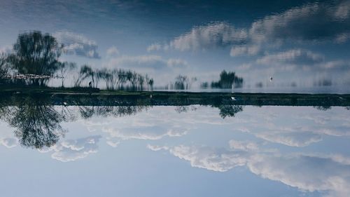 Reflection of trees in water