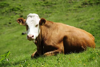 Portrait of cow on field