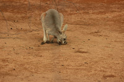 View of lion lying on field