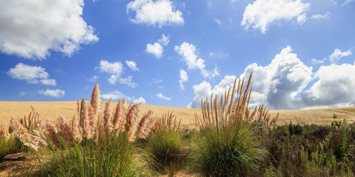 Plants growing on field against sky