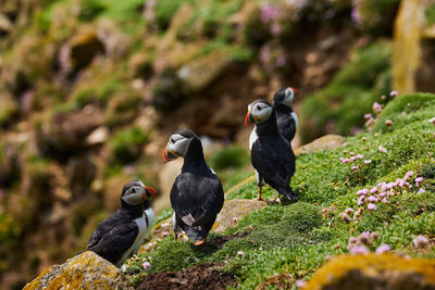 Puffin birds on the saltee islands in ireland, fratercula arctica
