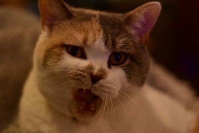 Close-up portrait of cat