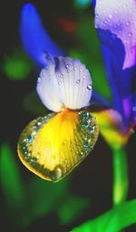 Close-up of water drops on flower