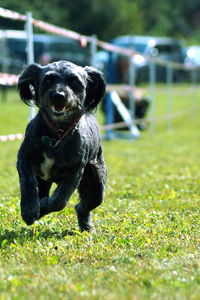 Portrait of dog on field