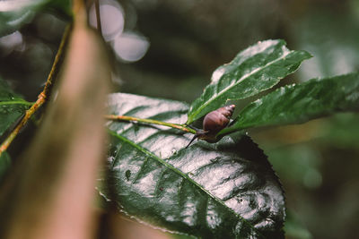 Close-up of insect on leaves