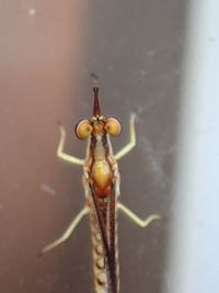 Close-up of insect