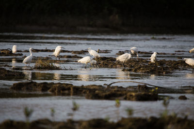 Flock of birds on beach