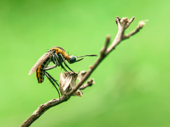 Close-up of insect on plant