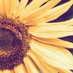 Macro shot of yellow flower