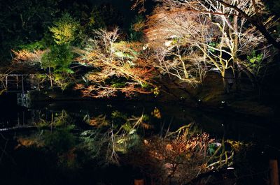Reflection of trees in lake at night