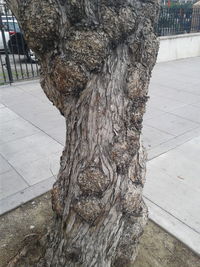 Close-up of tree trunk