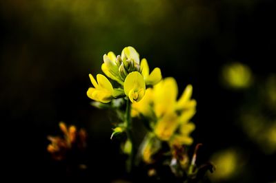 Close-up of yellow flowering plant