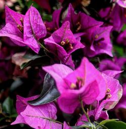 Close-up of pink flowers