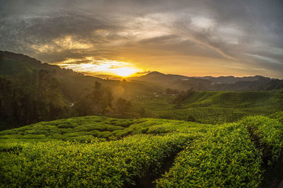 Scenic view of agricultural field against sky during sunset