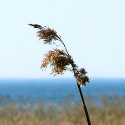 Scenic view of landscape against clear sky