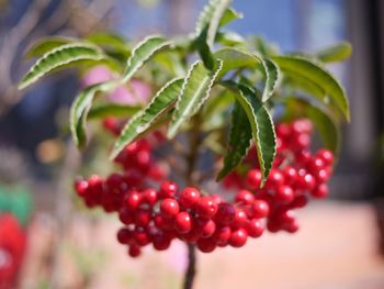 Close-up of berries growing on plant