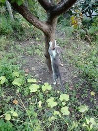 Bird on tree