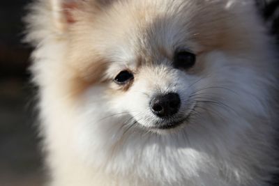 Close-up portrait of white dog